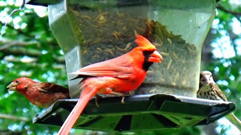 Cardinal and Finches
