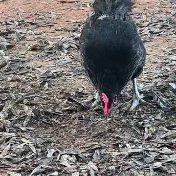 Scratching the ground and finding those bugs!!!!