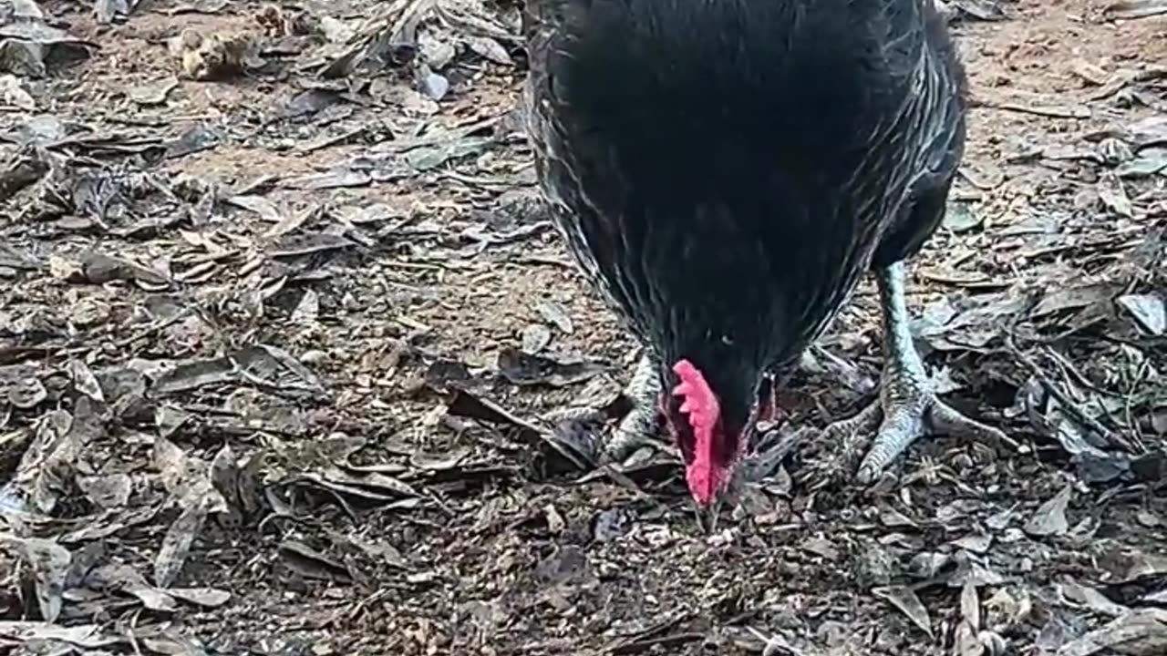 Scratching the ground and finding those bugs!!!!