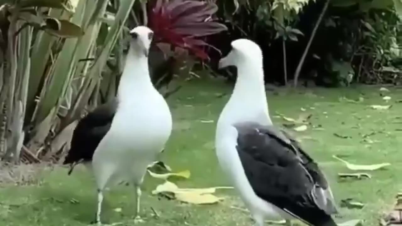 Wow Amazing Bird 🐦🕊️