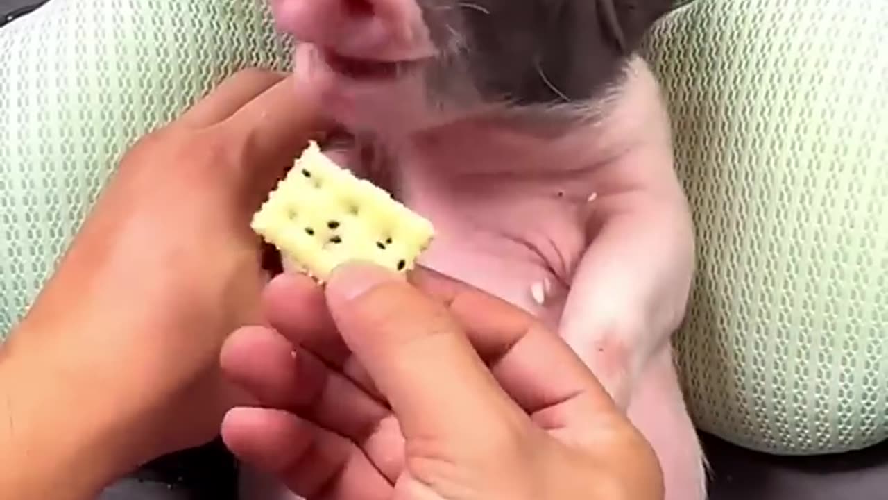 This man adopted a cute little piglet and raised it with love #animalshorts #shortvideo