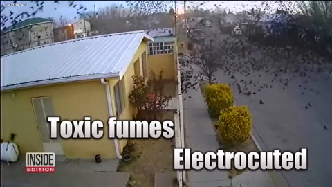 Hundreds of Birds ‘Free Fall’ Out of the Sky