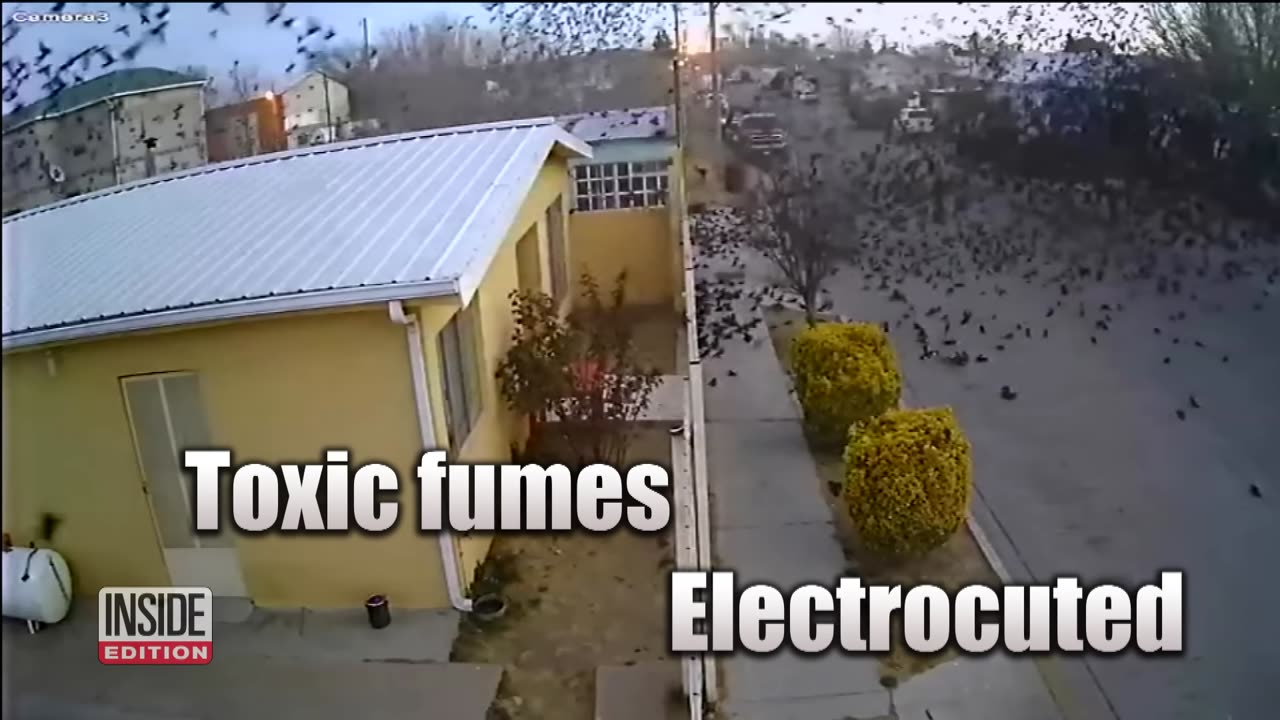 Hundreds of Birds ‘Free Fall’ Out of the Sky