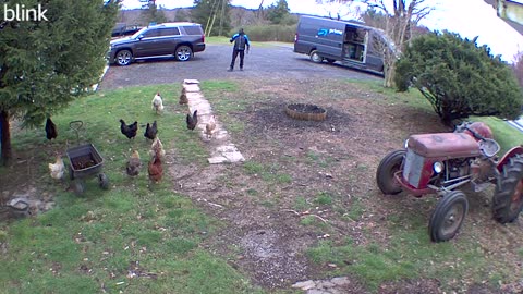 Delivery Driver Confronted by Chicken Army