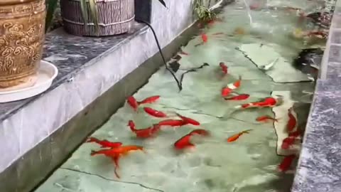 "The Secret Stories of Fish 🐟🔍