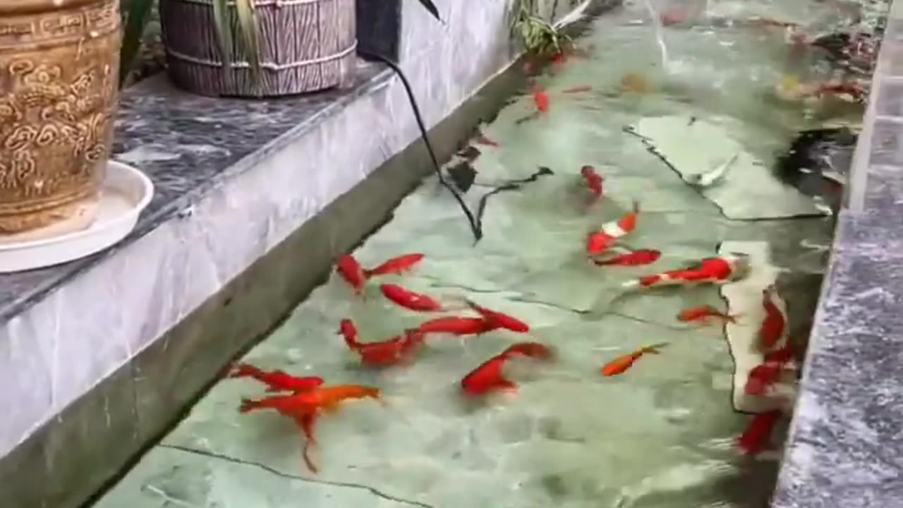 "The Secret Stories of Fish 🐟🔍