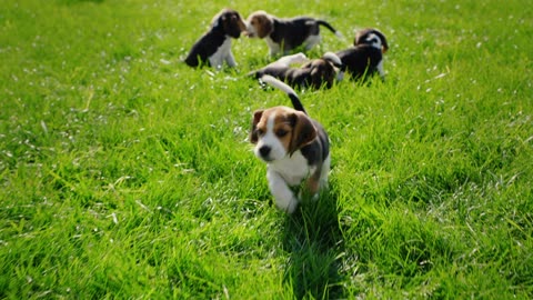 David Alderton's Guide to Beagle Ownership: Everything You Need to Know