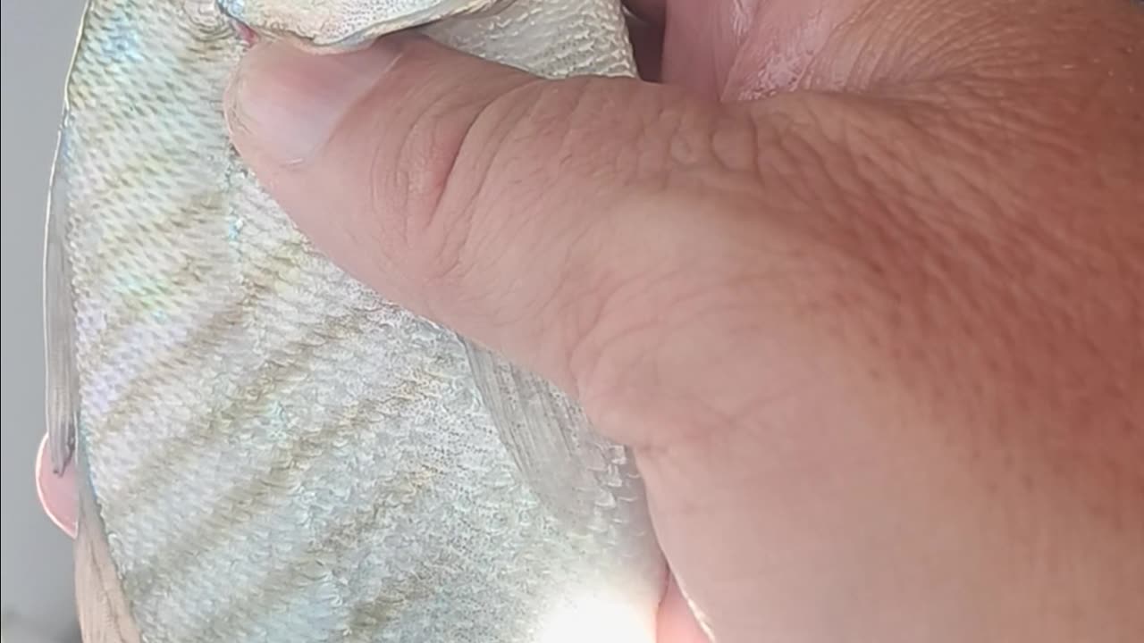 Spot fish