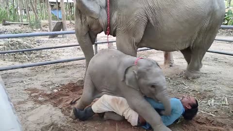 Cute Baby Animals Caught On Camera You Should See