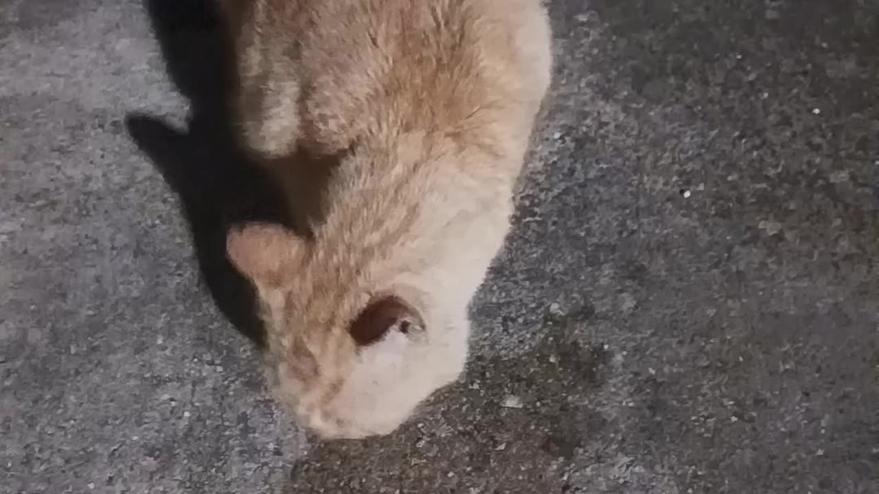 Dinner time for Scarlett