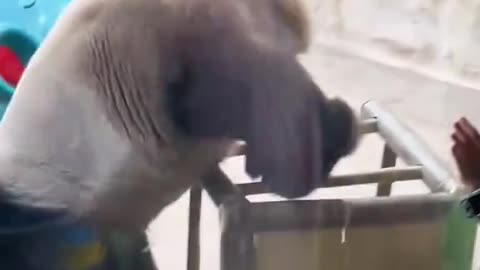 Panda Core #Funny #Animal #Trending