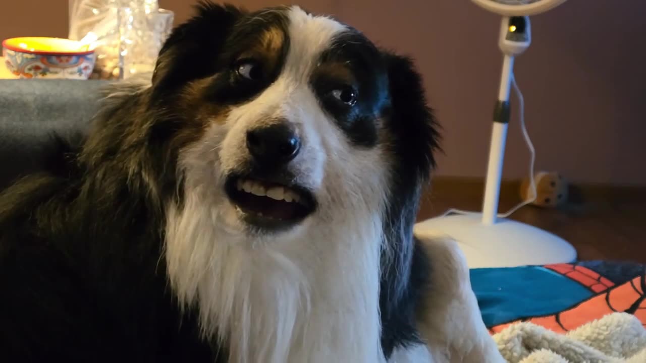 🤣🐶 You Won't Believe Kyber's Hilarious Animal Antics! | FunFM