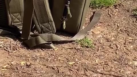 😱🤣 Dragonfly Larvae Hatch on Backpack! | FunFM
