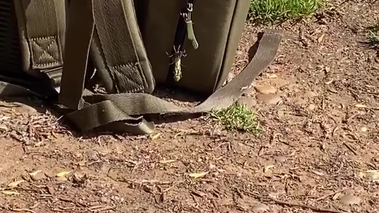 😱🤣 Dragonfly Larvae Hatch on Backpack! | FunFM