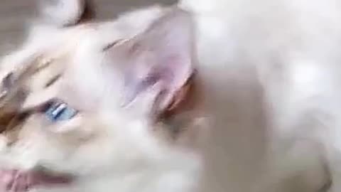 Funny animal clips | cat funny video #shorts #rumbel #viral #animal