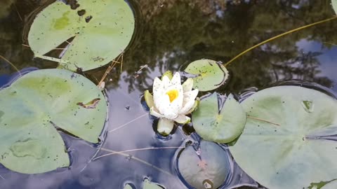 Water Lily