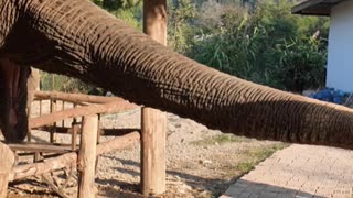 BANANA TIME!🍌🍌🍌 #laos #travel #elephant