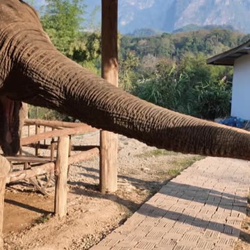 BANANA TIME!🍌🍌🍌 #laos #travel #elephant