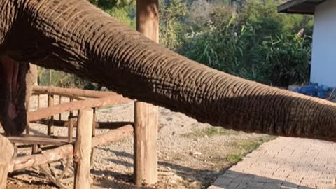 BANANA TIME!🍌🍌🍌 #laos #travel #elephant