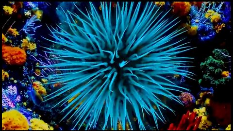 AMAZING NATURE & OCEAN LIFE. GOD IS AMAZING 😍