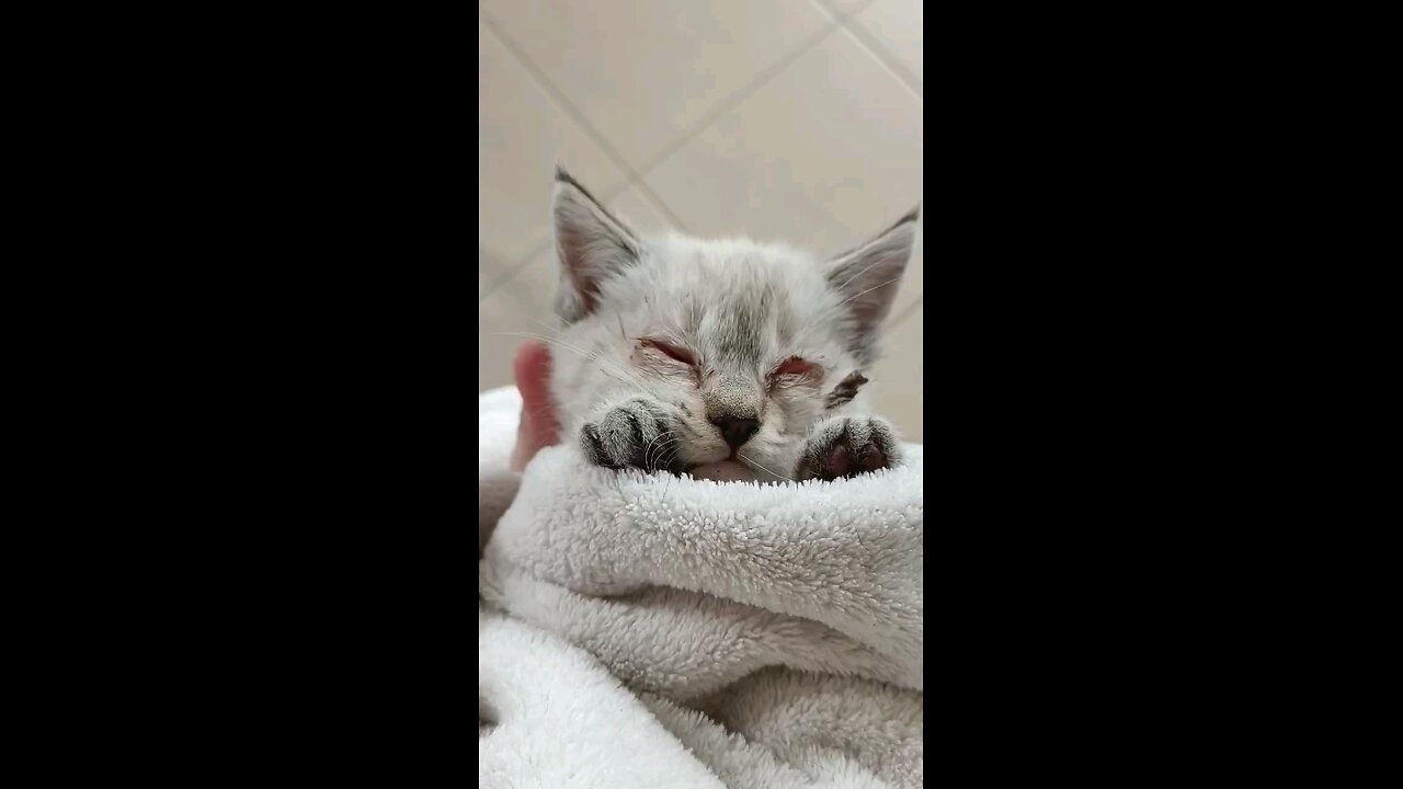 Lets rescue Ember from sickness.🐈💙