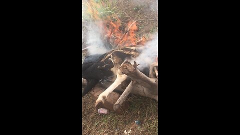 2025 Sallah Prep: Full Ram Slaughtering Process (PART 4)