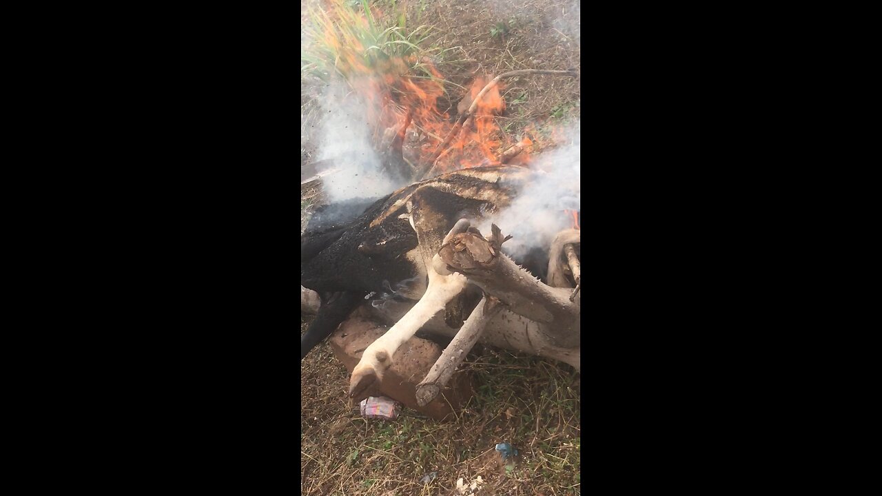 2025 Sallah Prep: Full Ram Slaughtering Process (PART 4)