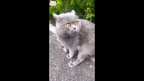 Cats who can't stop yapping 😹🤣😂