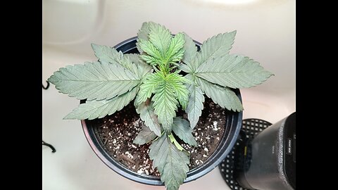 Fruity pebbles week 3