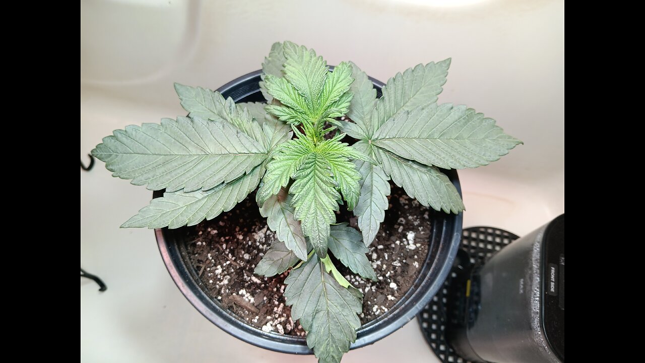 Fruity pebbles week 3