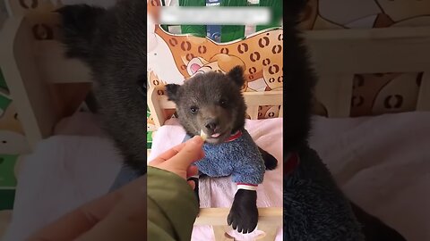 The bear lost his mom and the people became his family