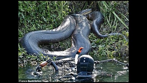 Top 50 World's Biggest Animals All Time