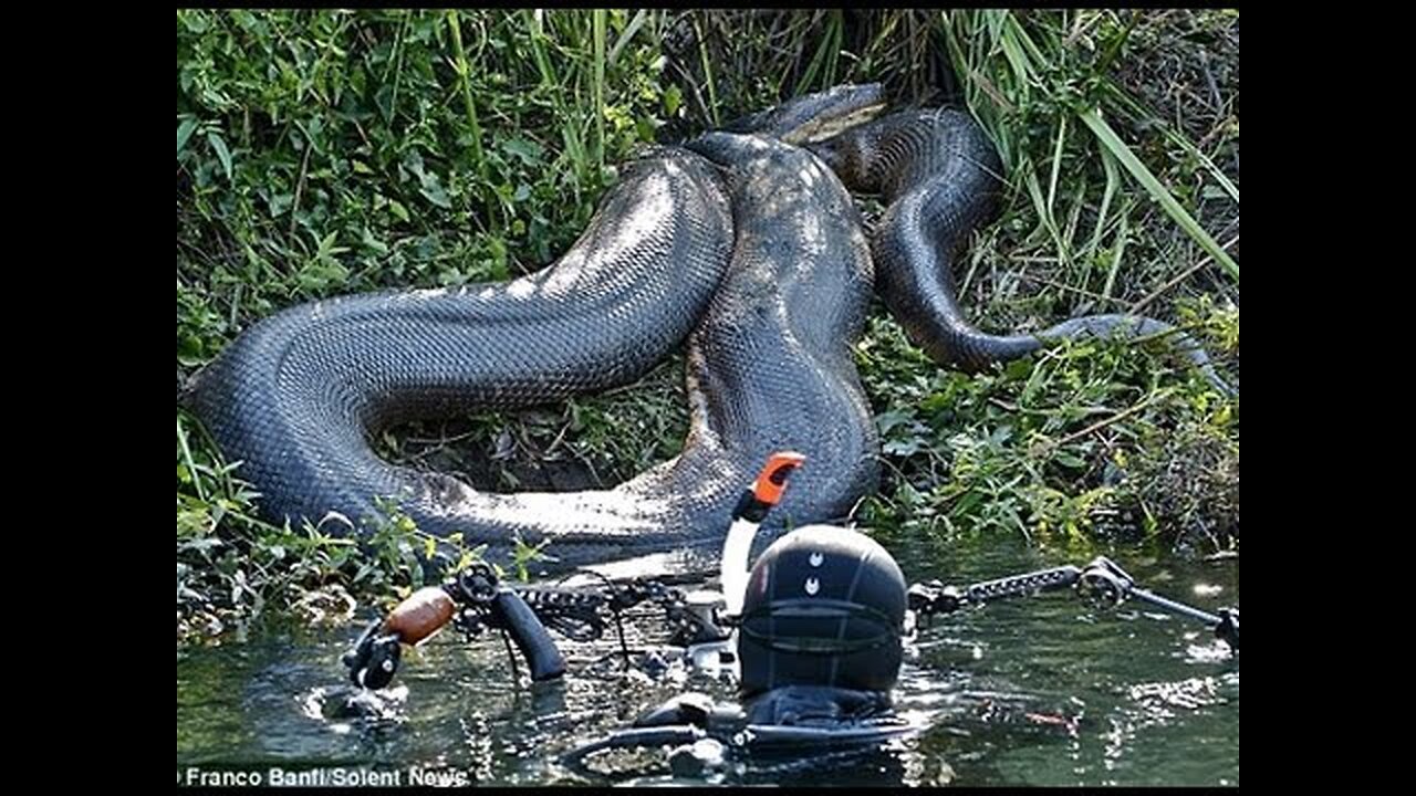 Top 50 World's Biggest Animals All Time