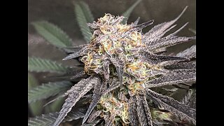 Lover's Moon dirty bird genetics
