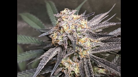 Lover's Moon dirty bird genetics