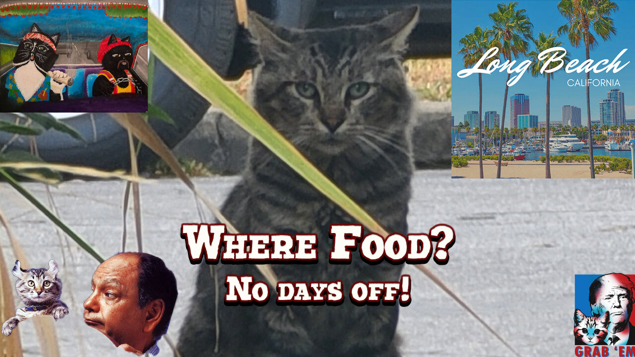 🐱 324th Day in a Row Feeding Feral and Stray Cats | Long Beach, California | Saturday | 04-19-25