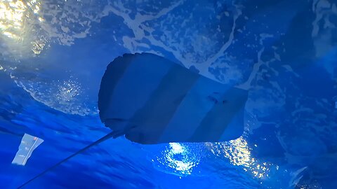 The Most Beautiful Smile in the Ocean – Manta Ray & Sandbar Shark in Valencia, Spain,Oceanografic