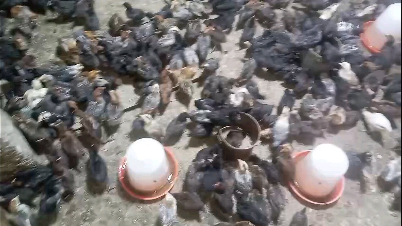 Chicken Funny #Funny #Cats #dog #Chicken