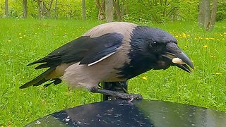 Hand Feeding the Hooded Crow on Slippery Trash Cans