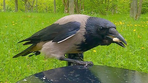 Hand Feeding the Hooded Crow on Slippery Trash Cans
