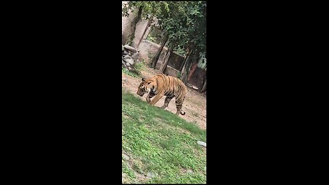 tiger