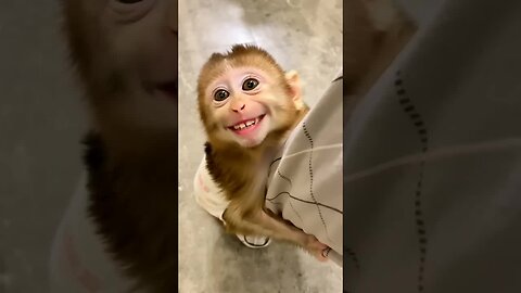 Baby monkey vibes: all smiles, all love! 🐒❤️