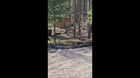 Black Bears