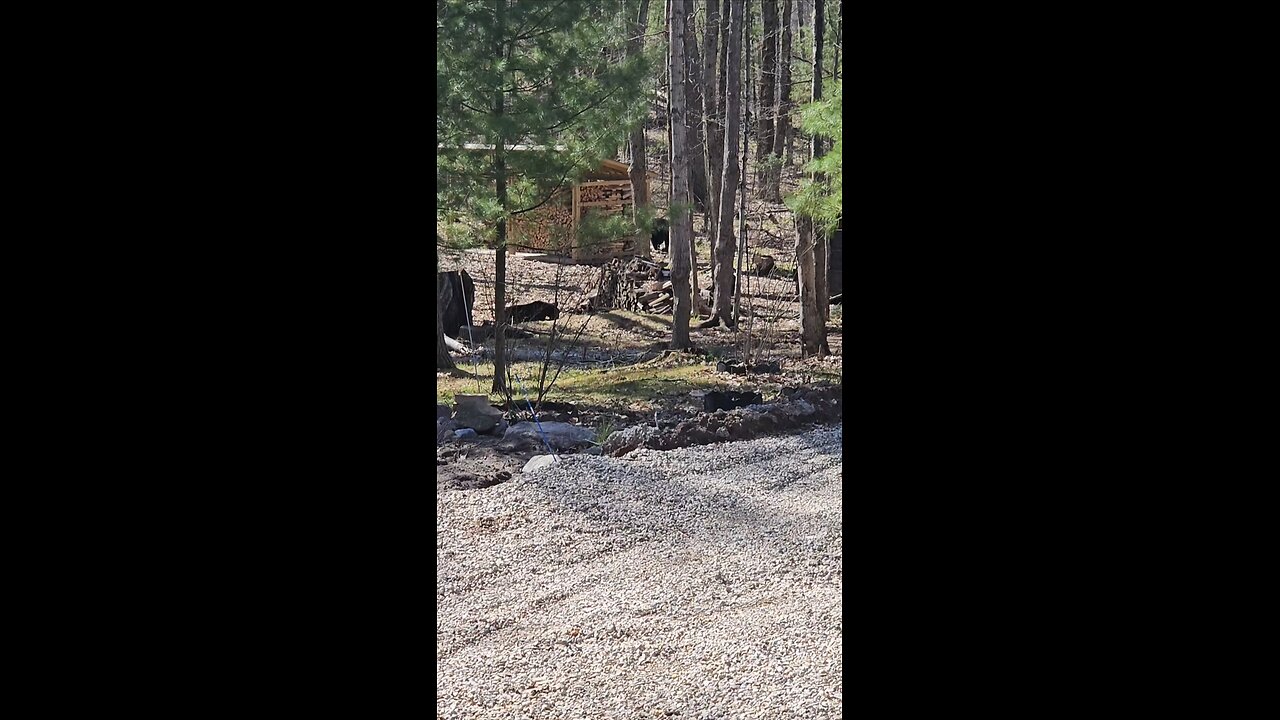 Black Bears