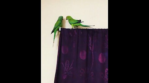 My parrots