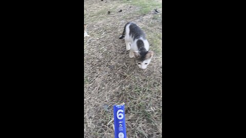 길고양이 데이트 #고양이 #cat