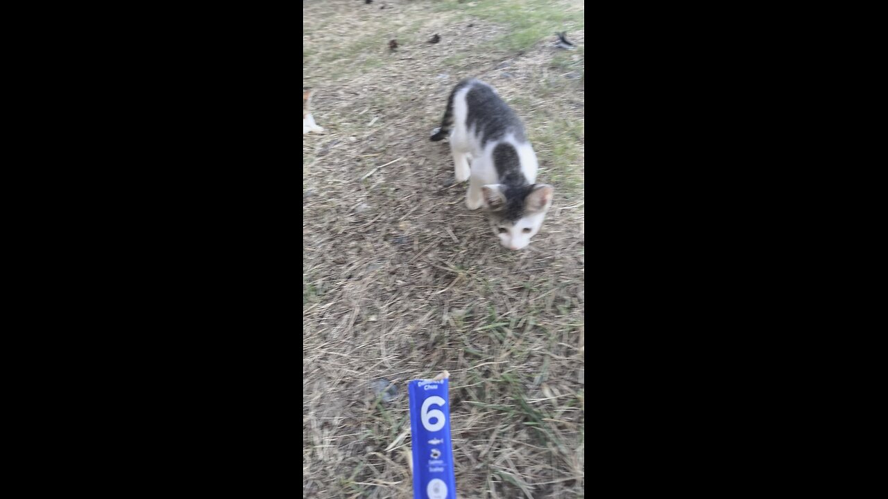 길고양이 데이트 #고양이 #cat