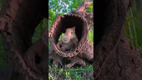 Rabbit eats dandelions all over his face, cute rabbit, cute little pastoral pet
