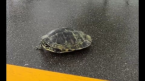 An actual turtle on a street named turtle
