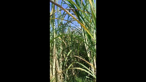 sugarcane
